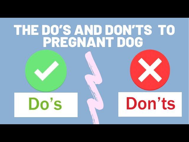 THE DO’S AND DON’TS TO PREGNANT DOG | EXPLAINED WHY!