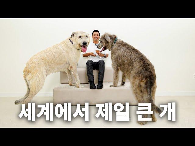 Dog Breed That Can Beat a Wolf in a Fight  | Dog Encyclopedia Irish Wolfhound Episode