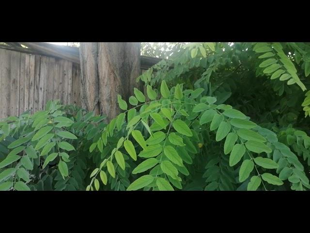 Робиния лжеакация ( Robinia pseudoacacia)