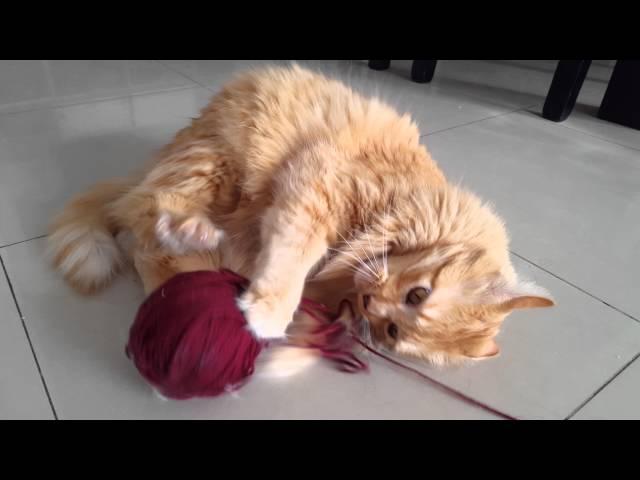 Gato SecondTheCat jugando con una bola de lana