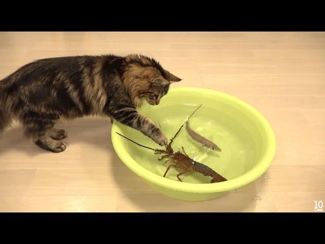 Japanese spiny lobster vs Cat  猫vs伊勢海老