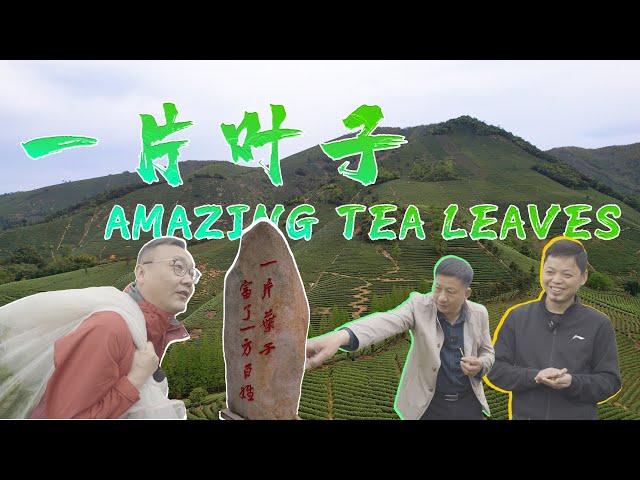 Amazing Tea Leaves｜一片叶子｜White tea｜AnjiCounty｜中国白茶第一村｜