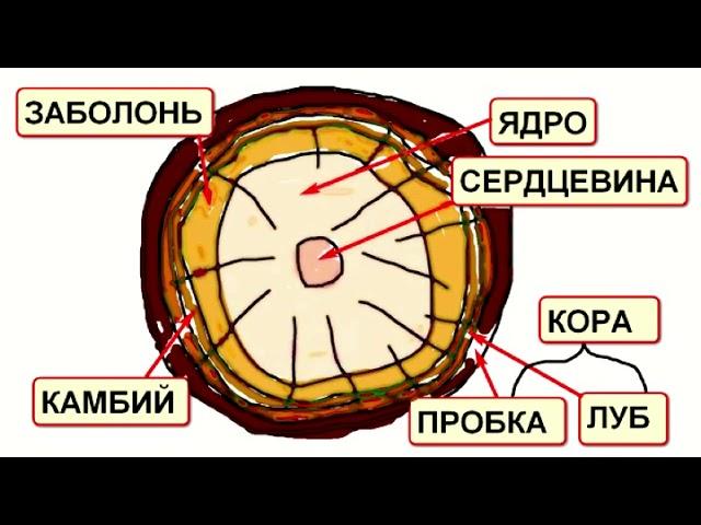 Древесина   конструкционный материал. Часть 1.