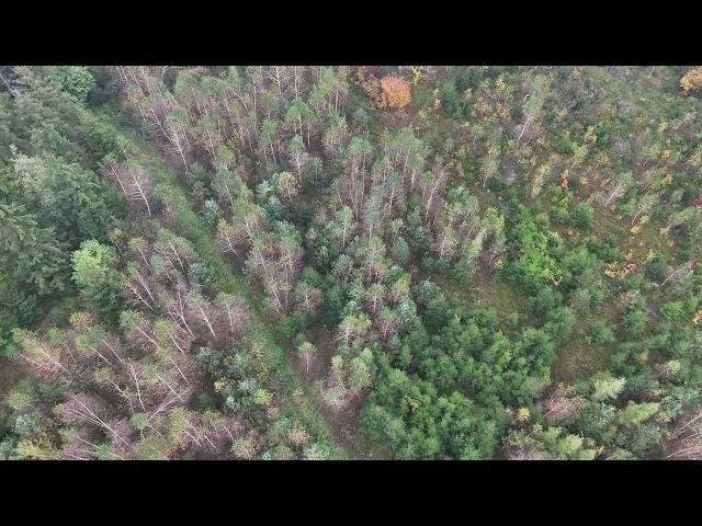 Drohnenflug Dickungspflege von oben