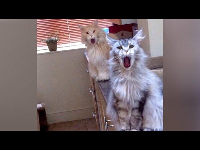 ANIMAL SOUNDS so WEIRD you'll be CONFUSED! - Super FUNNY ANIMAL VIDEOS