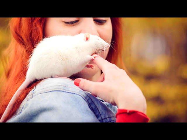 7 Ways to Form an Unbreakable Bond with Your Rat