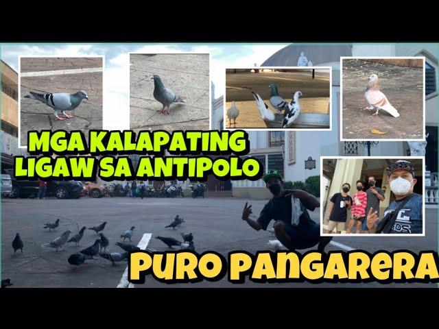 KALAPATING LIGAW SA ANTIPOLO CHURCH