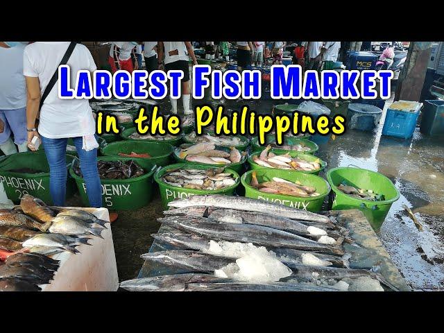 LARGEST FISHING PORT AND SEAFOOD MARKET in the Philippines | Metro Manila's NAVOTAS FISH PORT