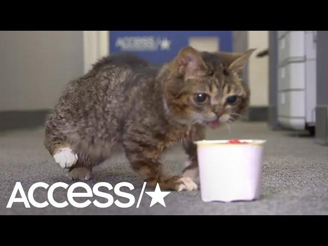 Lil Bub Is The Cutest Kitty You'll See Today! | Access