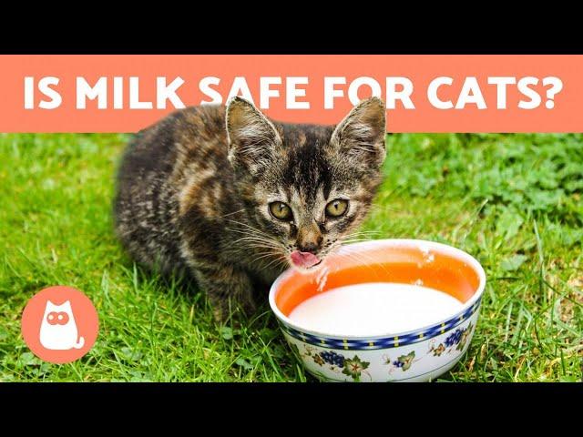 Is it OK for CATS to drink MILK?  Find out!