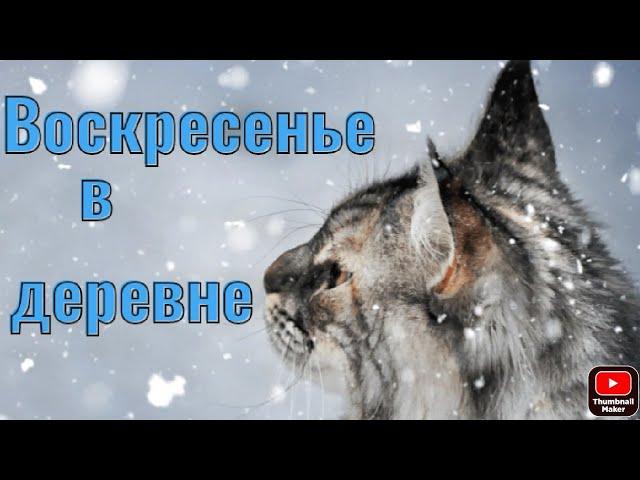 Наш выходной день/ #коровы на выгуле #зимой