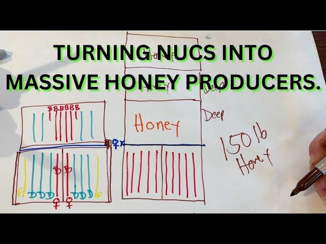 Turning nucs into massive honey producers