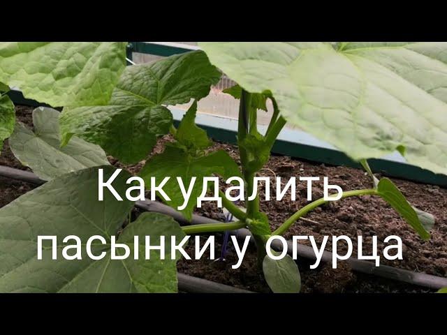 Как удалить пасынки у огурца | Супер шпаргалка