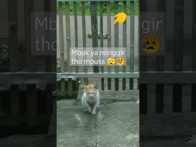 Kucing Tidur Di Tengah Jalan