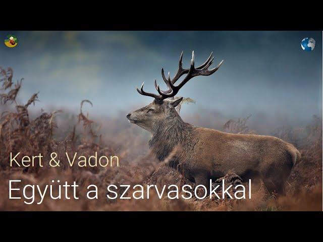 ▶️ Szarvasok közelről | Így legyen sok szarvasod ! | 4K