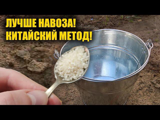 1 ЛОЖКУ НА ВЕДРО ВОДЫ И ЗЕМЛЯ КАК НОВАЯ! ПРОЛЕЙТЕ ЭТИМ ЗЕМЛЮ ДЛЯ ОБИЛЬНОГО УРОЖАЯ ВСЕГО