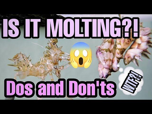 Mantis Molting Signs