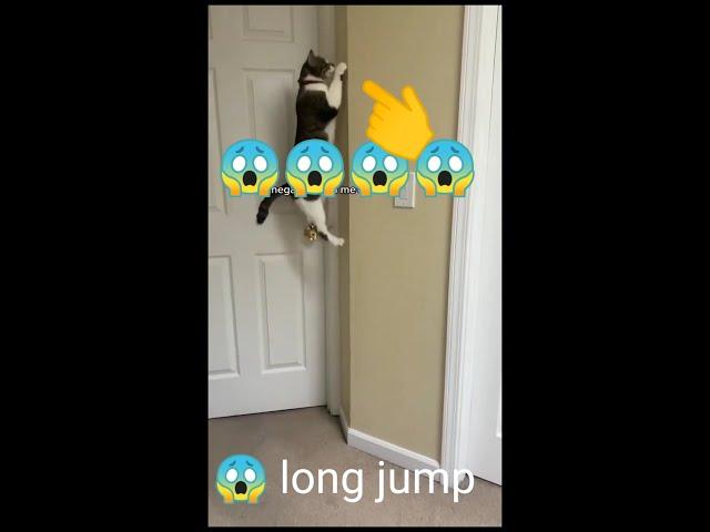 cat lange jump,cockroach attack  #vazirtech 