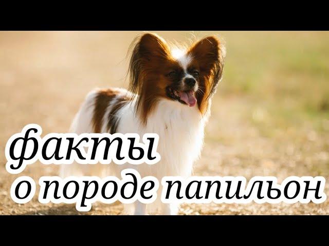 факты о породе папильон