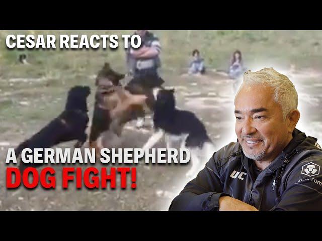 Reacting To A German Shepherd Dog Fight Gone WILD! | Cesar Reacts #5