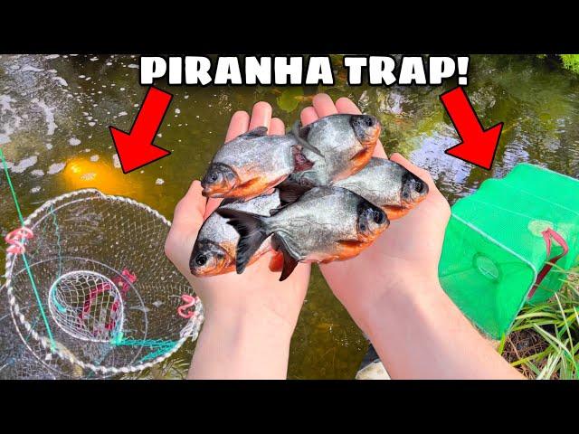 Worlds FASTEST Growing Piranha Fish are Invading my Pond!! (FISH TRAP WORKS)