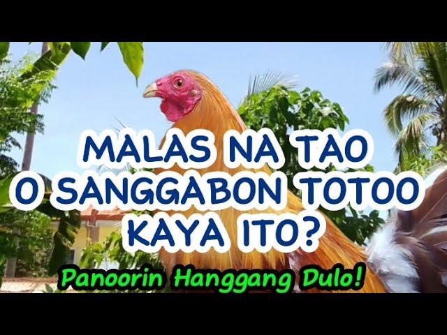 MALAS NA TAO O SANGGABON TOTOO KAYA 'TO? #backyardfarming #farming #backyardfarmer