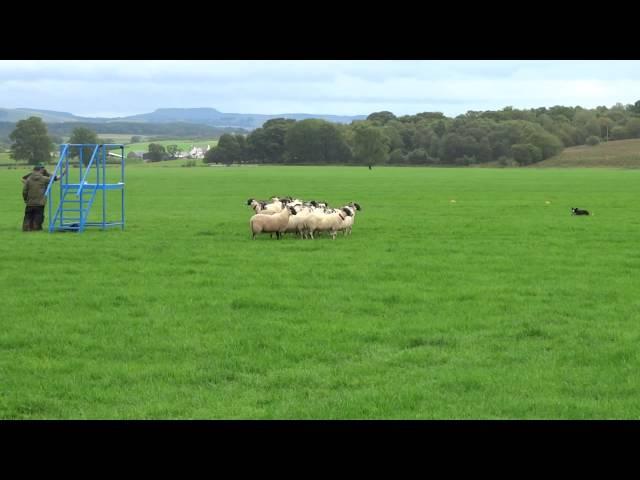 International Sheepdog Trials Supreme 2015 Glencregg Silver