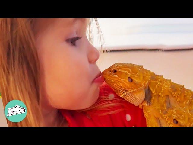 This Bearded Dragon Scares Everyone. But Girl Thinks He’s Beautiful | Cuddle Buddies
