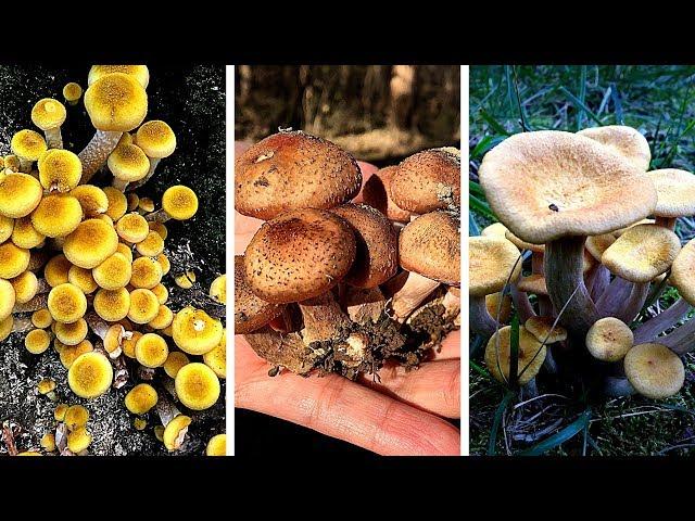 These honey mushrooms have 3 Poisonous Lookalikes 野生榛蘑三种