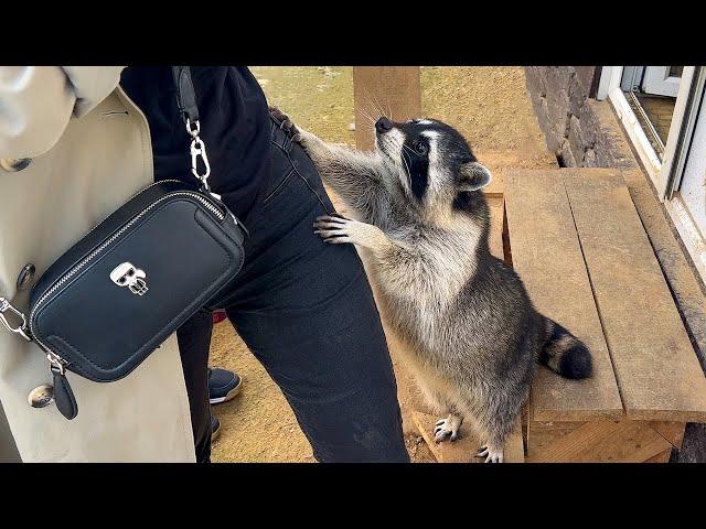 Pikachu became a pet raccoon / Raccoons check the pockets of guests / Alice and Artek graze goats