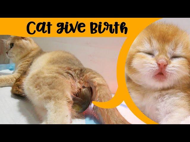 Cat Giving Birth to 4 Kittens Kittens were in a breech position