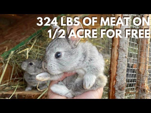 How to Feed Rabbits Without the Feed Store (For Forage or Grain Diets)