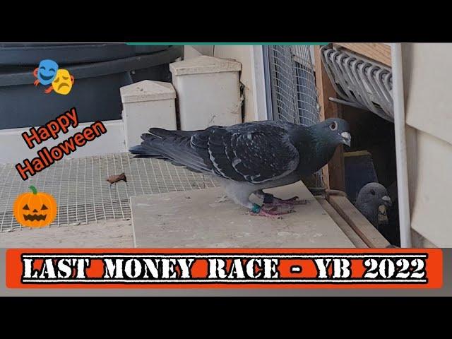 Last Pigeon Race of 2022   #moneyrace #pigeonrace #pigeon