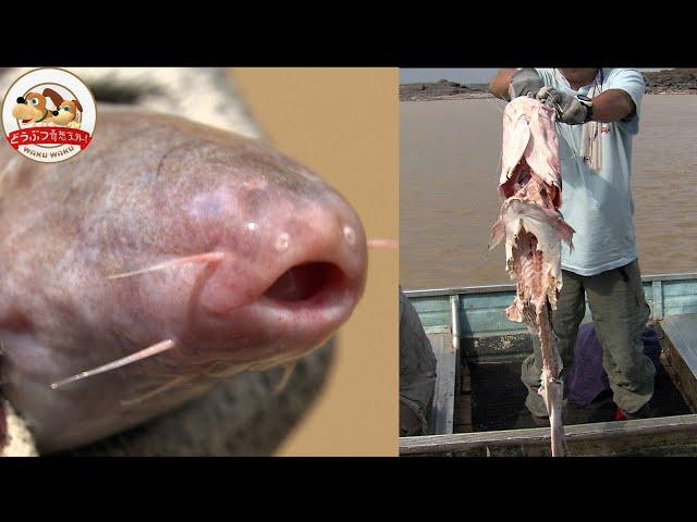 Candiru: The Vampire Fish in Amazon【Amazing Animals／WAKUWAKU】