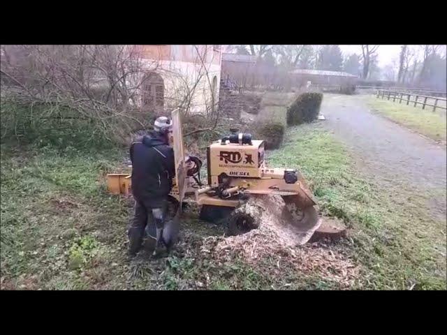 Baumstumpf Fräsen am Teehaus Hauptgestüt Graditz