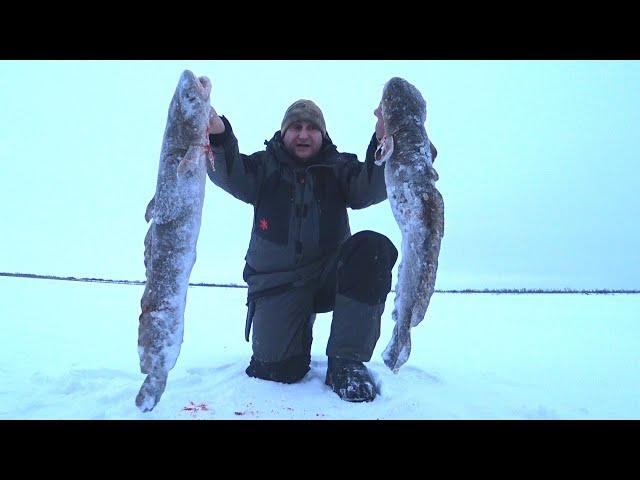 Рыбалка на налима. Трофейные налимы крайнего севера. Простая и уловистая снасть.