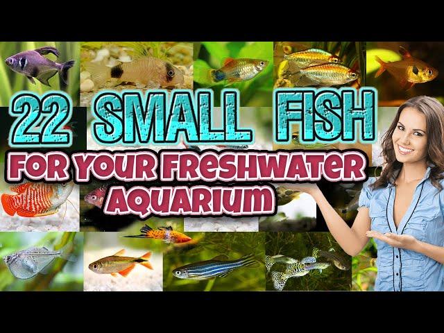 Top 22 Small Fish for Your Freshwater Aquarium - best beautiful - nano fish for aquarium