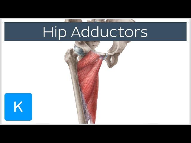 Anatomy of the Hip Adductor Muscles - Human Anatomy | Kenhub