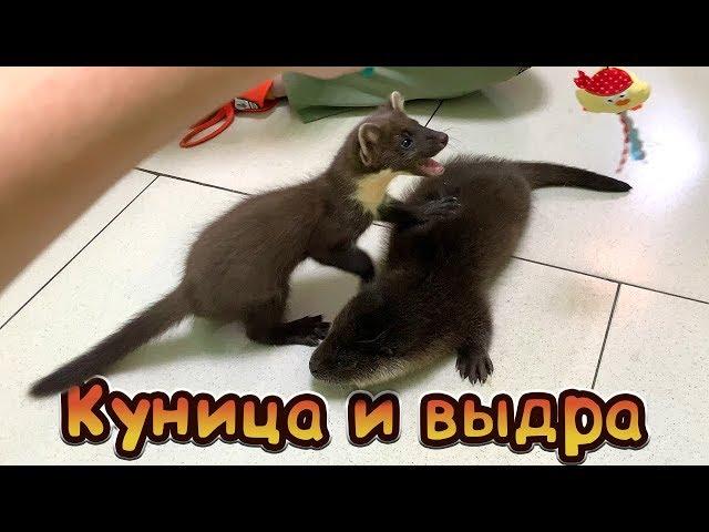 ИГРЫ ВЫДРЫ И КУНИЦЫ