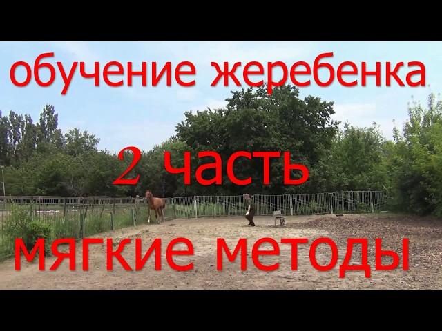 Обучение жеребенка 2 часть.  Мягкие методы. HX. foal training.