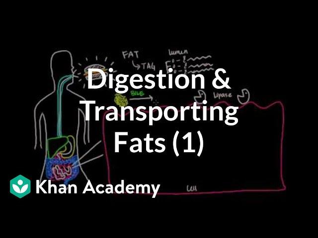 Digestion, Mobilization, and Transport of Fats - Part I