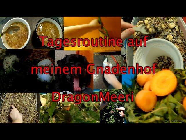 Tagesroutine auf meinem Gnadenhof DragonMeeri