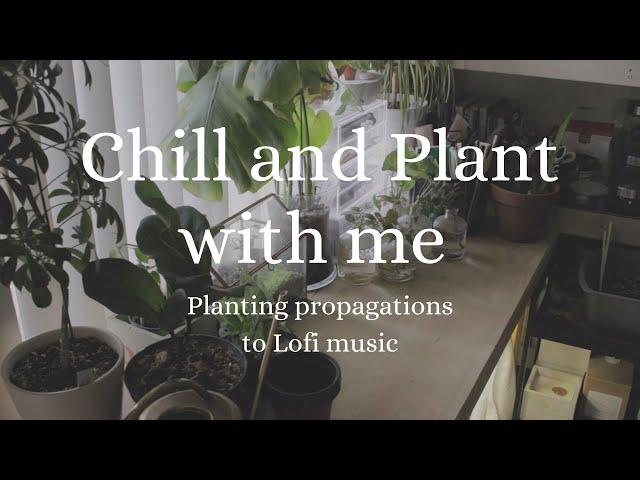 CHILL MUSIC PLANT WITH ME | Planting propagations to LoFi music