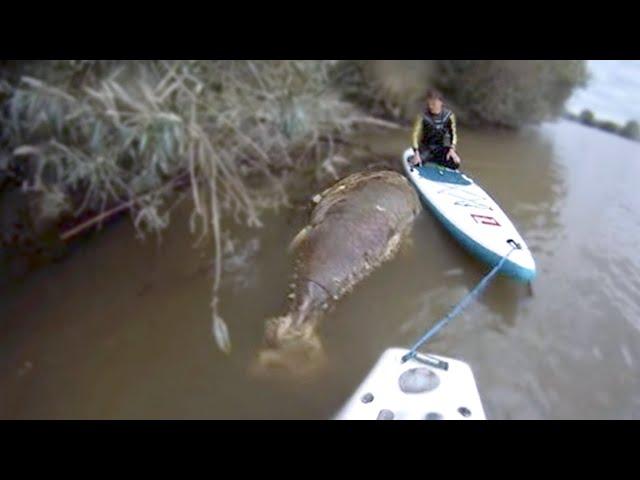 15 Deadliest River Monsters Of The Amazon