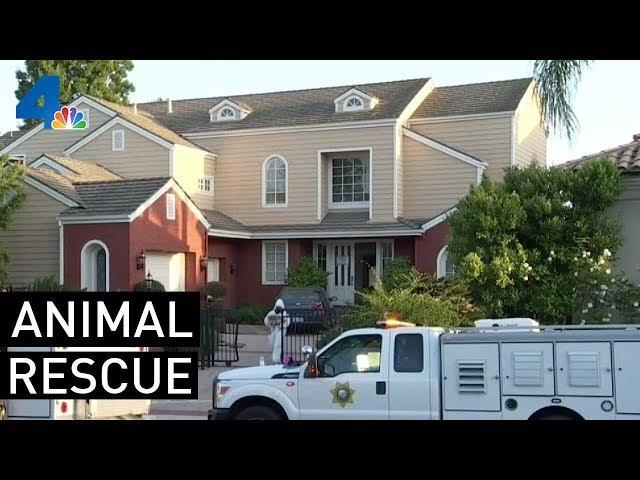 More than 130 Dogs Found in Orange Home | NBCLA