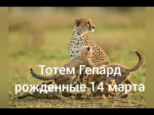 Тотем Гепард рождённые 14 марта