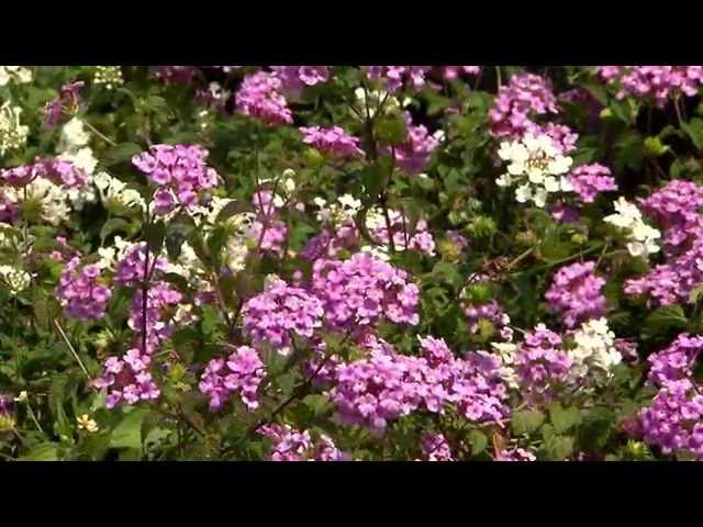 Lantana montevidensis add color to your landscape