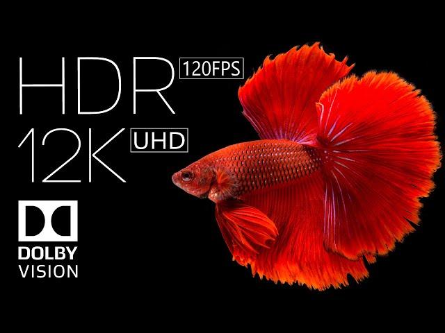 12k HDR 60fps Dolby Vision | Best of 2022