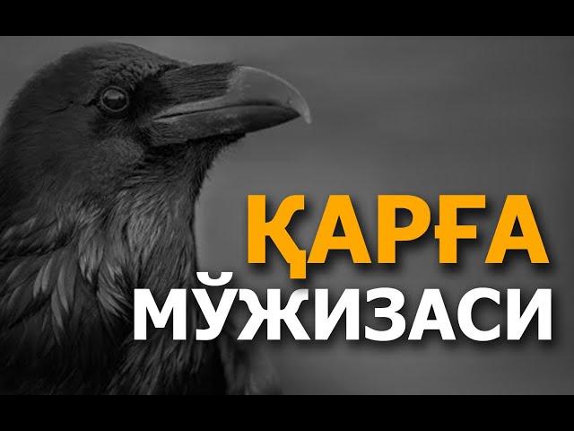 ҚАРҒА МЎЖИЗАСИ (ҚУРЪОНИ КАРИМНИНГ ИЛМИЙ МЎЖИЗАЛАРИ) ВИДЕО-МАҚОЛА