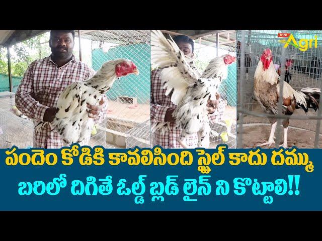 Pandem Kollu Farm | పందెం కోడికి కావలిసింది స్టైల్ కాదు దమ్ము.. బరిలో దిగితే..!! Tone Agri